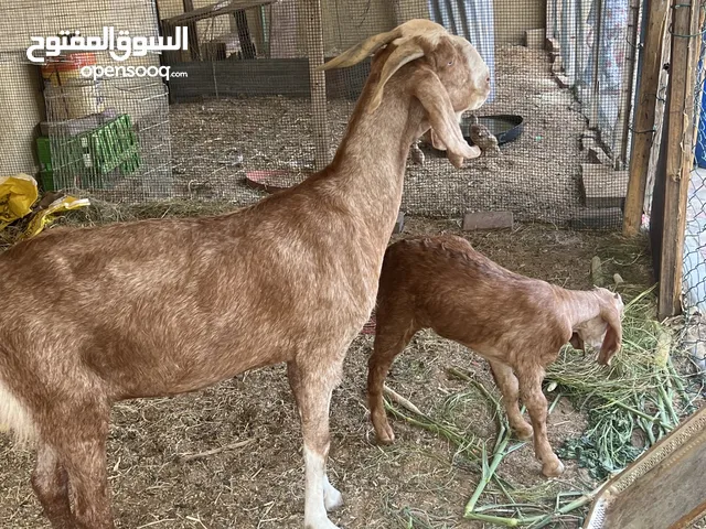 بيع2000مع بنتها