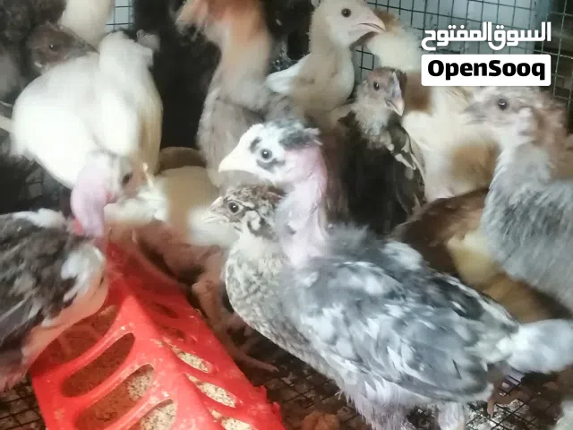 دجاج عماني فرنسي مستوى ممتاز ماخذ جميع التحصينات مطلوب 500 بيسه للحبه
