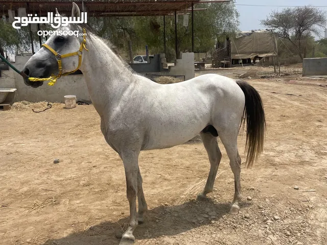 فحل سيسي عمره صغير