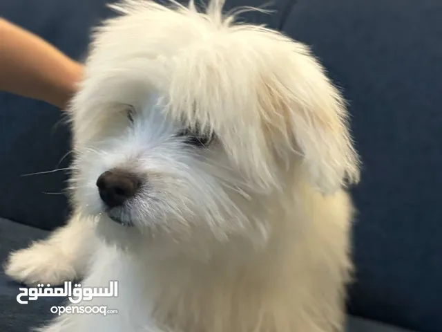 كلب مالتيز عمر 8 اشهر ماخذ كل المطاعيم و متعود على الحمام معه جميع اغراضه متعود على العائلة و البيت