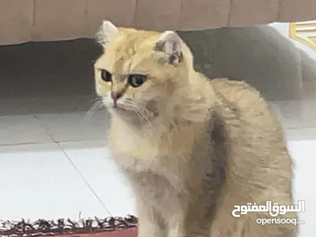 سكوتش جولد فولد Ny25 للبدل بما يناسب