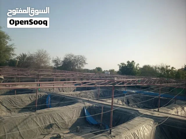 بيبات مظلة لمزرعة أسماك سابقا بمساحة حوالي 2000 مترمربع. بحالة جيدة جدا.