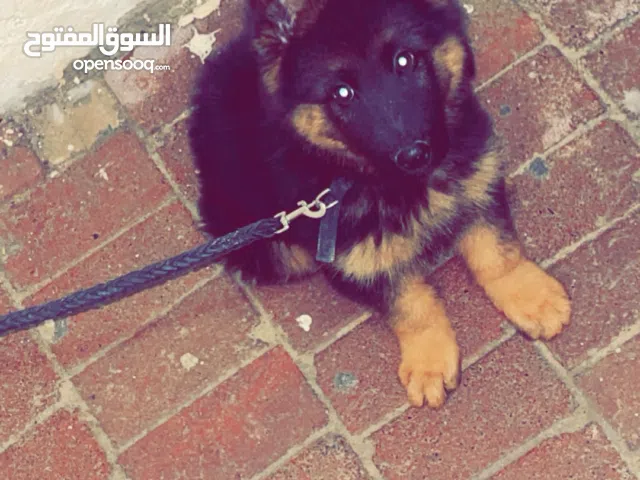جرو جيرمن شيبرد أصلي  – فرصة مميزة سعرة 8 الاف درهم