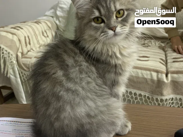 قطة في العمر ثلاث أشهر ونص نوع القطة شيرازي  مالمعلومات عند الراعي تبع البز