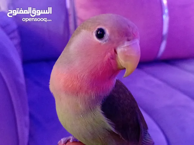 عصفور بركاديلوا مروض