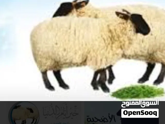قصاب متنقل لربح الأضحية