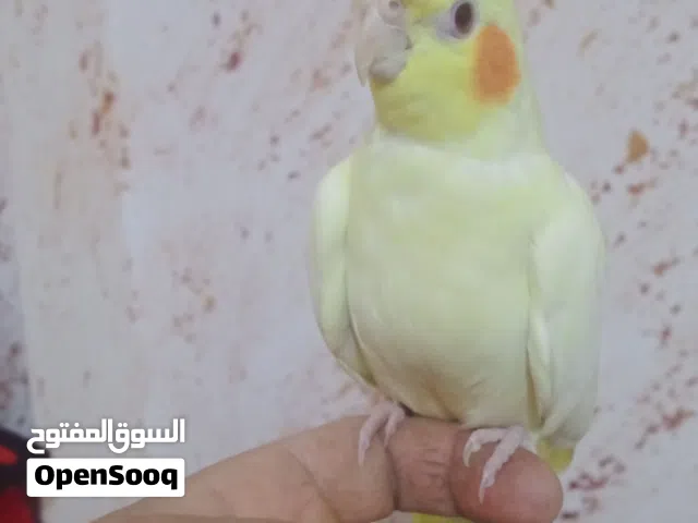 ببغاء كوكتيل