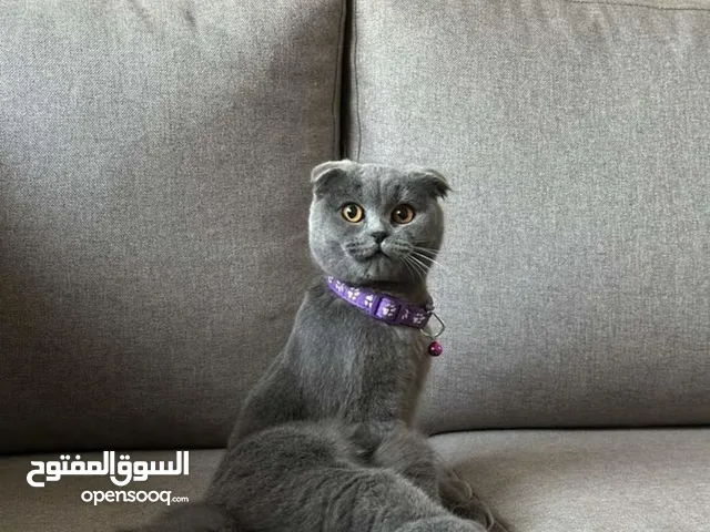 قطه انثى سكوتش تزاوج