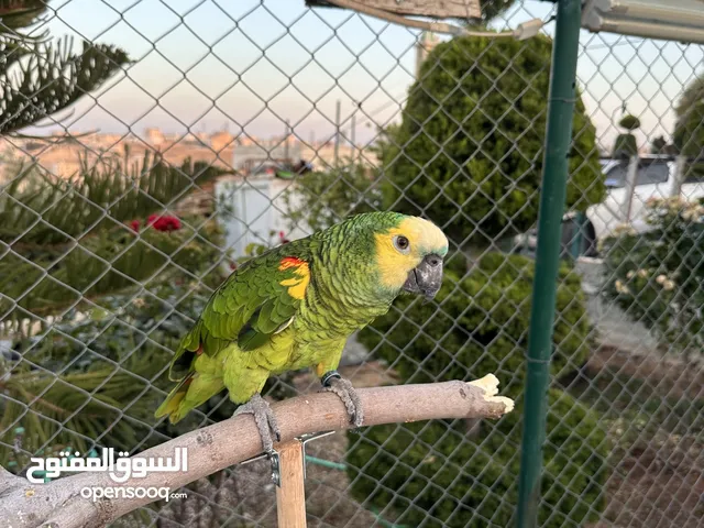 للبيع بلو فرنتد جاكو متكلم