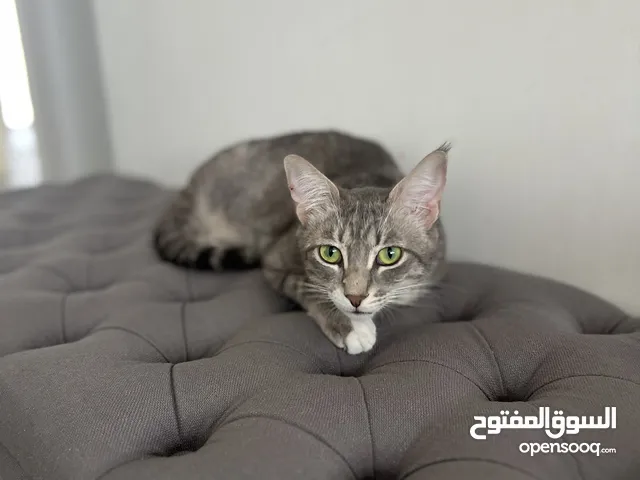 Adorable affectionate loving female grey tabby cat looking for forever home