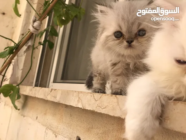 قطط هملايا عمر45 يوم