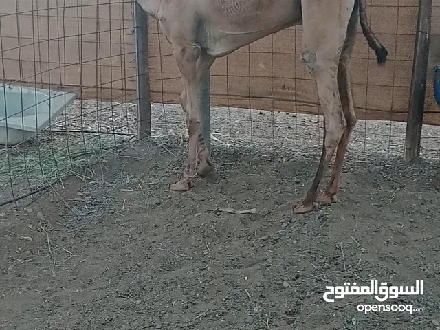 قعود حق سمين لل