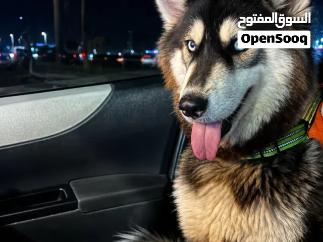 كلب هاسكي اليف أنثى