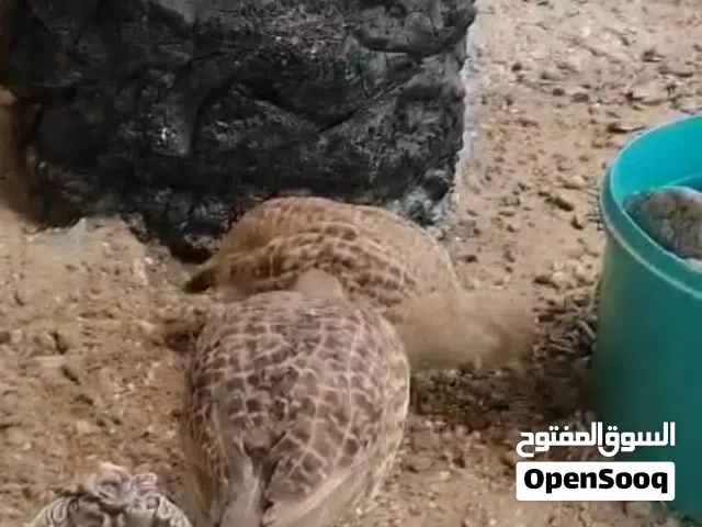 للبيع زوج صفارد باكستانيات