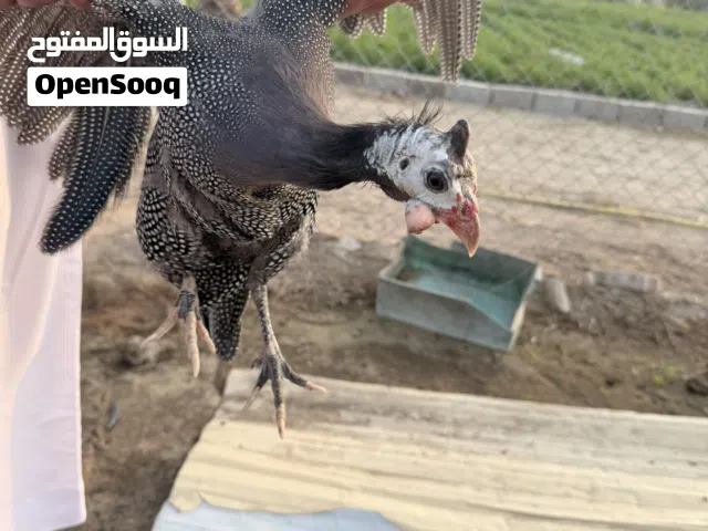 دجاج خيبر بالغ منتج للبيع