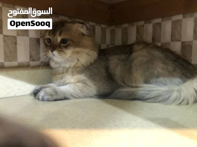 قطه لطيفه للبيع مع جميع مستلزمات القطه الله يخليكم ابي احد يشتريها اخر مهله لي بكره