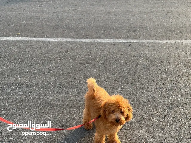 Adorable Red Toy Poodle Puppy – Male 4 Months Healthy & Ready to Join Your Family!