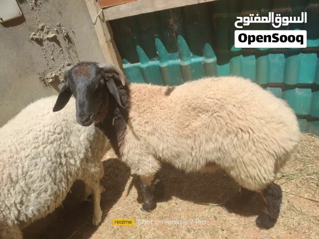 خروف ثلوثي