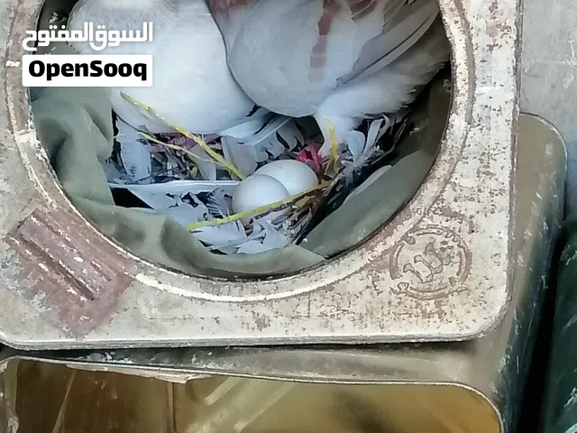 حمام للبيع