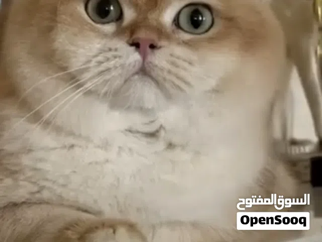 ذكر برتش شورت هيرNy12 للتزاوج British shorthair Ny12 For mating