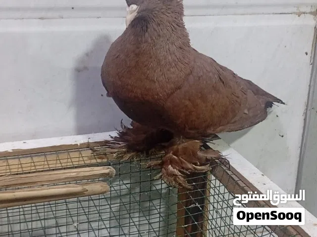 متاح زوج رواعب حمر دم الغزال