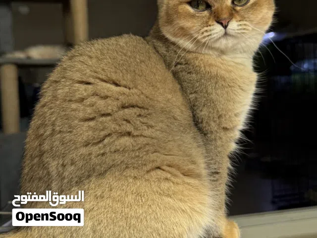 أنثى سكوتش فولد