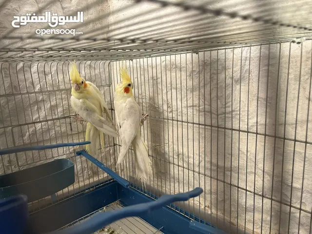 ببغاء كوكتيل