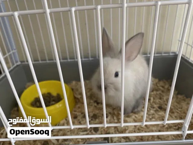 أرنب لعوب جدا للبيع بسعر معقول