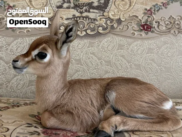 غزلا دماني الاحمر البيور