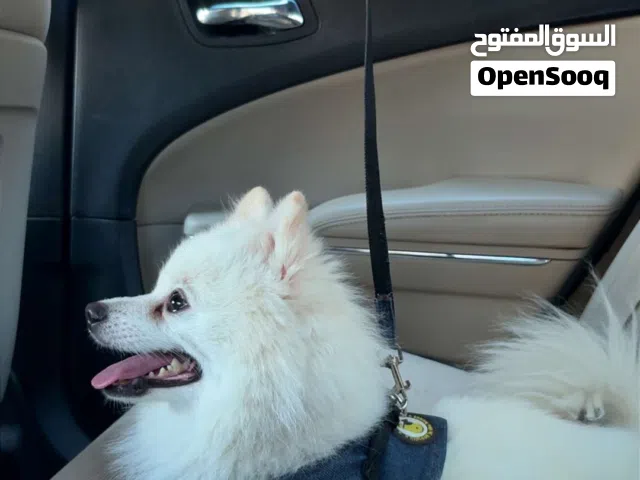 نوع الكلب Pomeranian