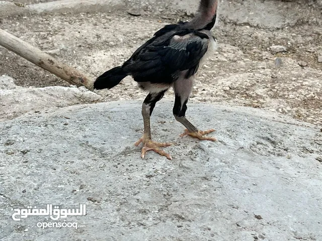 فراخ دجاج براهمي جميع الانواع البزرة الاصليه وباكستاني ماخذات جميع المطاعيم