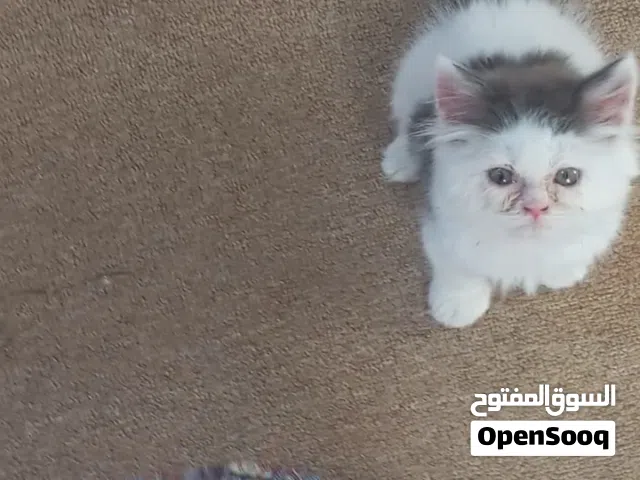 بزونه للبيع