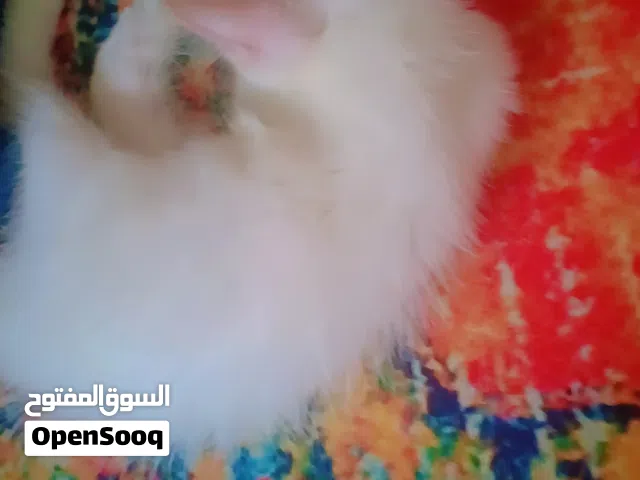 cat for sale
