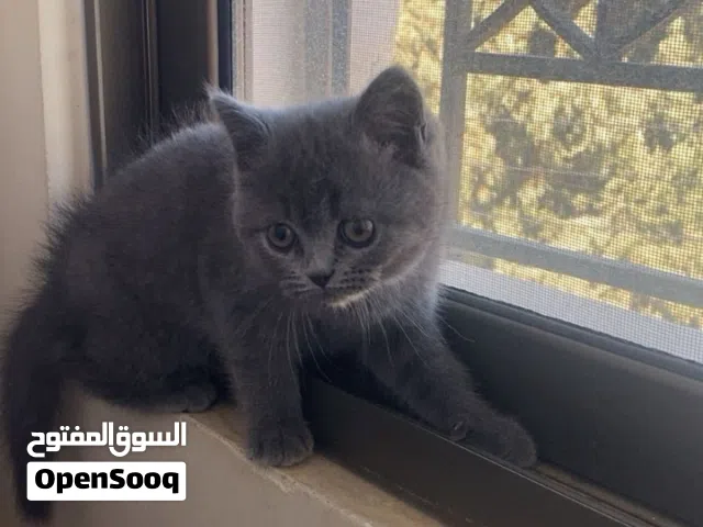اسكوتشي للبيع