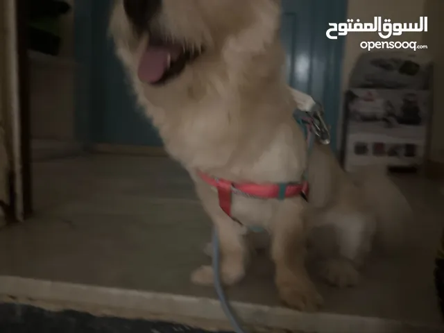 كلبه انثى ، من فصيلة التيرير .