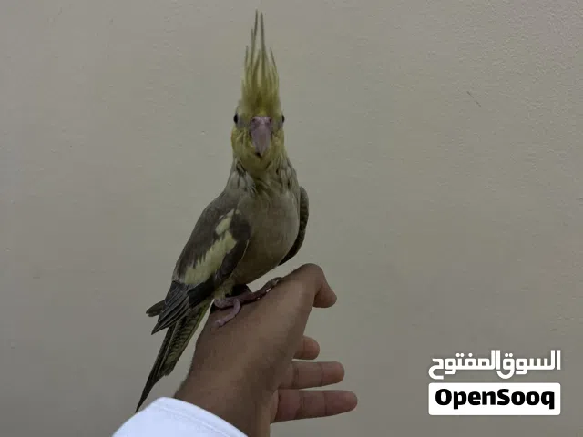 كوكتيل أليف هدد داخلي و خارجي الوصف مهم لا حد يتواصل إلا الجاد
