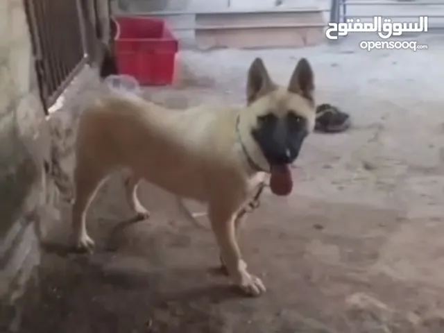 عوريف جنوب نابلس