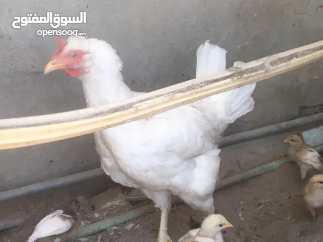 دجاجه عرب وراها11كتكوت عمراقل الشهر اقرى الوصف مهم