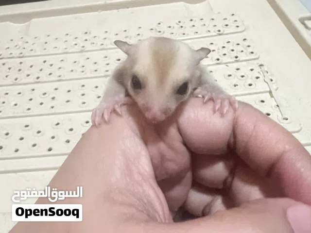 Sugar Glider