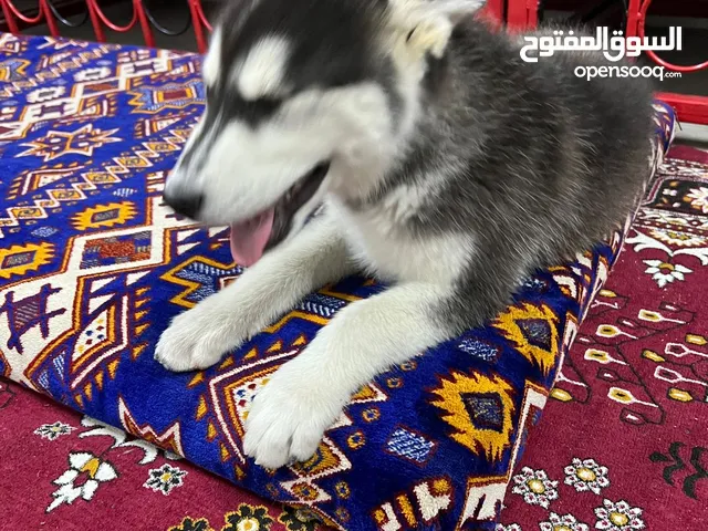 كلاب هاسكي للبيع او التبني في السعودية : كلب هاسكي : افضل سعر