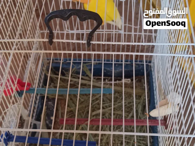 كوبيه ارونج مصوقرا دم بلجكي حجم جامبو