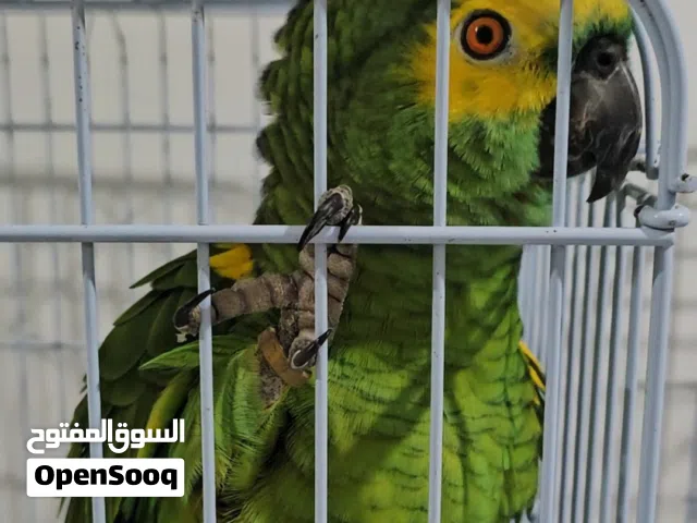 ببغاء امازوني بلوفرنتد (مستوى سوبر)