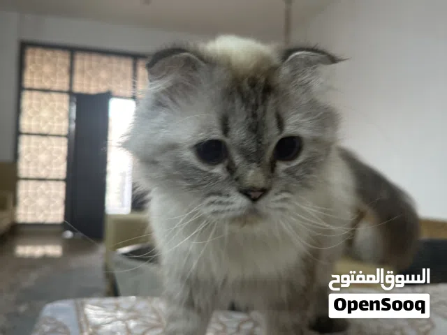 قطط و التبني ، Cats for Sale & Adoption  Note: The main cat is female and currently pregnant.