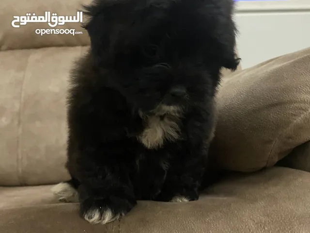 Shih Tzu pupuis