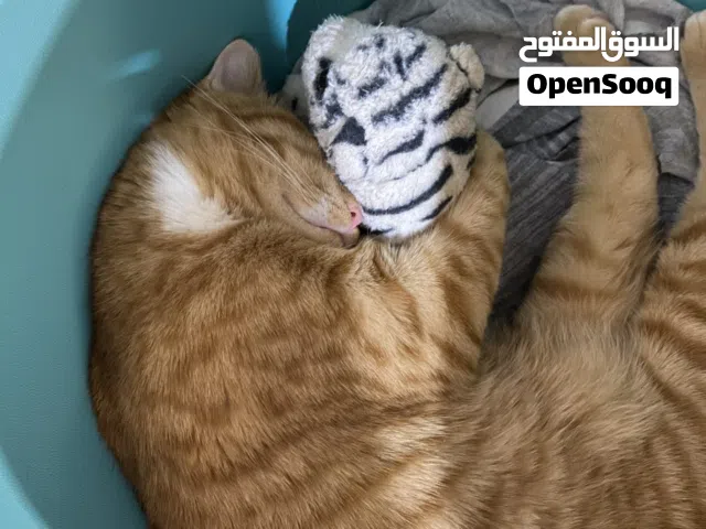 CAT FOR ADOPTION