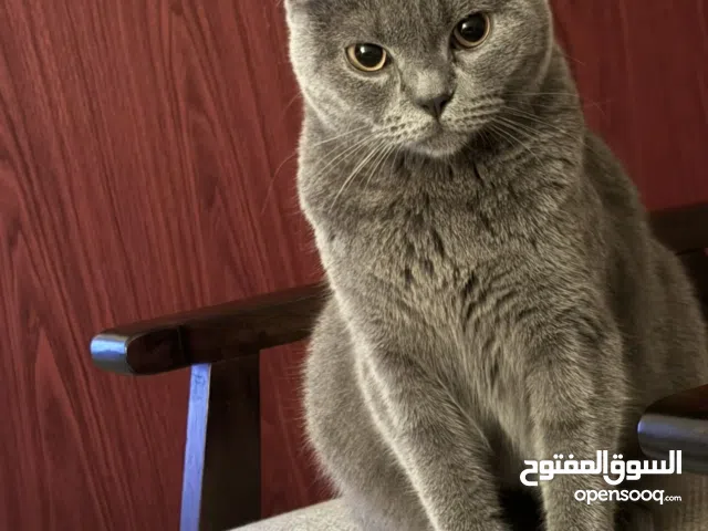 British Shorthair – Silver Blue – ii2.5 Years – Neutered & Vaccinated