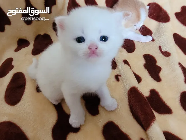 للبيع: قطط صغيرة من سلالة سكوتيش عالية الجودة