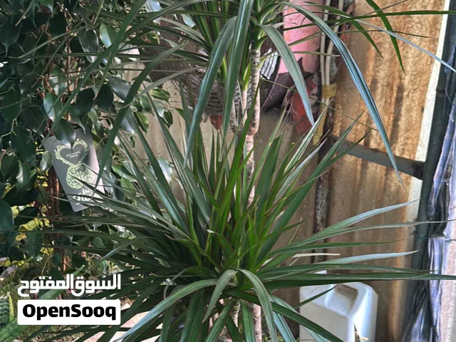 Dracena dragon plant