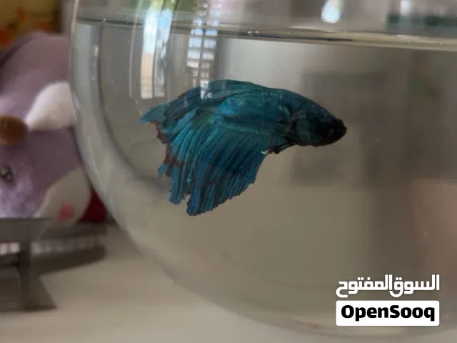 فايتر اقرأ الوصف