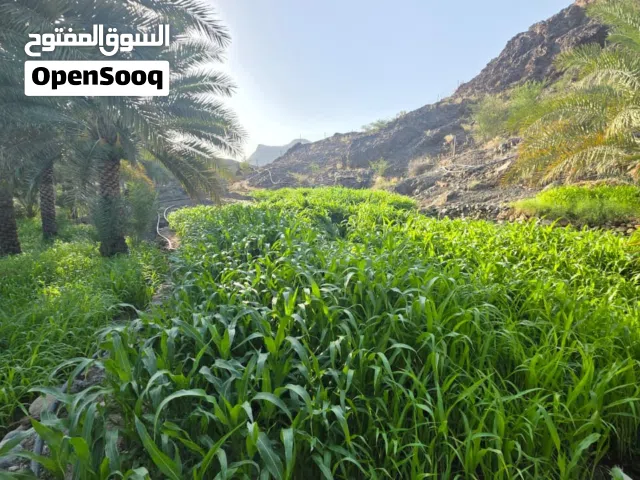 حشيش حريه عمانيه